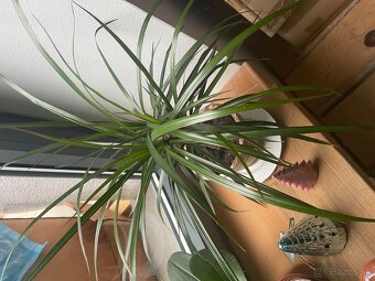 MONSTERA + INE KVETY IZBOVE - 5