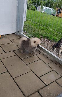 Pomeranian - 5