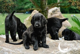 Flat Coated Retriever - štěniatka s PP - 5