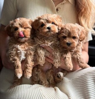 Maltipoo toy - 5