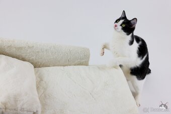 INKY hľadá domov - 5