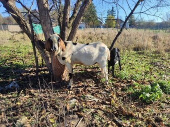 Anglonubijsky cap - 5