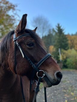 Kobyla na predaj - 5