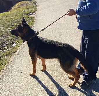 Nemeckí ovčiak - 5