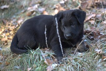 Nemecký ovčiak psík s PP - 5