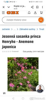 Jesenná veternica dlhokvitnúca, nenáročná - 5
