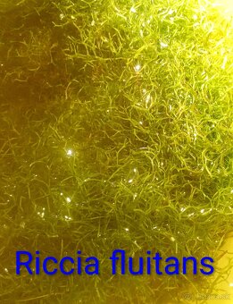 Plávajúce rastliny - 5