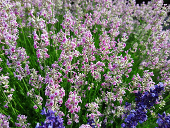 Levandula lekárska-ružová,fialová,biela - 5