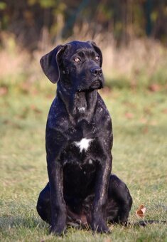 Cane Corso s PP - 5