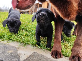 Šteniatka Labradora - 5