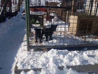 Nemecký ovčiak - 5