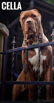 Bandog - 5