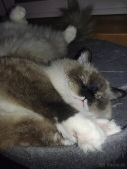 LUNA si hľadá nový domov - 5