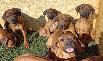 Rhodesian Ridgeback - 5