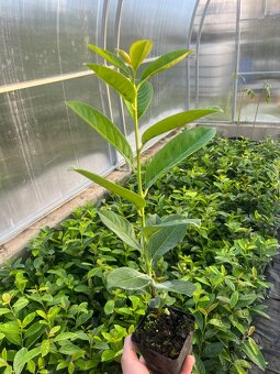 Tuja Smaragd rozvoz od 1.-15. novembra východne Slovensko - 5