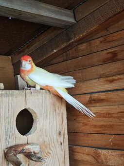 Rozela penant orange-albino - 5