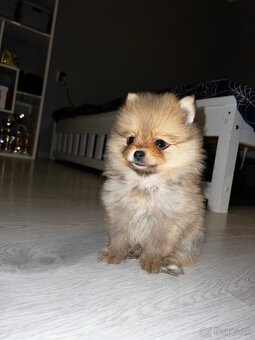Pomeranian mini - 5