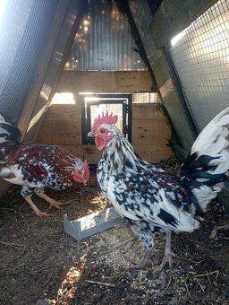 Kohútikovia liliputky - 5