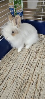 Trpasličí králik + klietka a príslušenstvo - 5