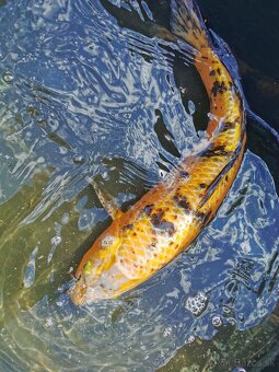 Koi - 5