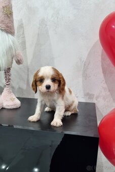 Cavalier king charles spaniel - 5