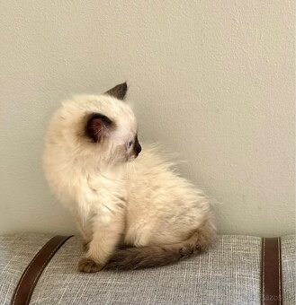 Ragdoll - 5