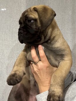 Šteniatka Bullmastiff - 5