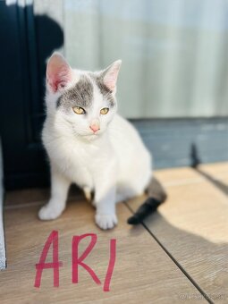 Ďarujem mačiatka - 5