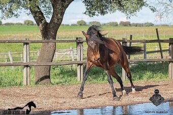 Lusitano klisna 8 let - 5