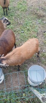 Predám kamerunske ovce - 5