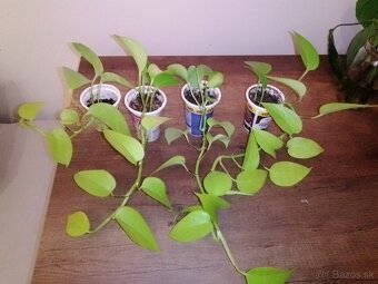 Epipremnum neon - 5