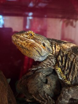 Terarium 100x40x40 +Agama bradatá - 5