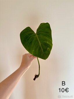 Philodendron Gloriosum odrezky - 5