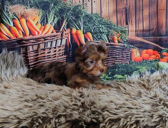 Yorkshire terrier - 5