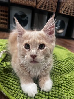 mačiatko s PP mainska myvalia/ maine coon - 5