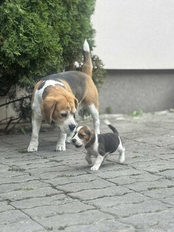 Beagle bigl bigel - 5