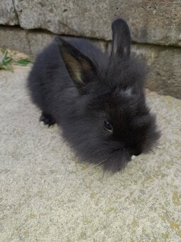 Zakrsle zajaciky - 5