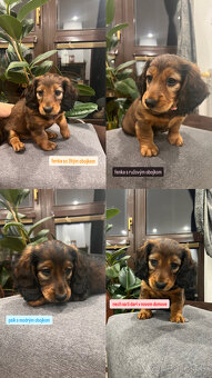 Jazvečík dlhosrstý - 5