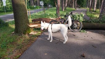 Sibírsky Husky na krytie - 5