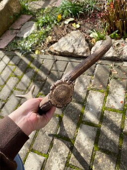 Jelenie zhody/parohy 55cm - 5