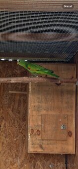 Papagáj Červenokrídly - 5