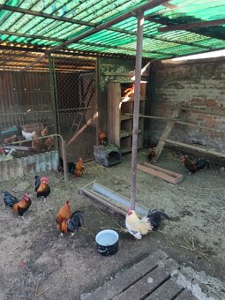 Predám Liliputky - 5