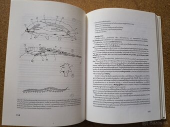 OTO MAJZLAN Bezchordáty a chordáty - 5