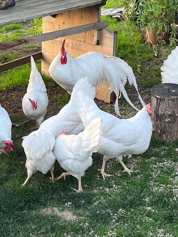 Leghorn-násadbové vajíčka - 5