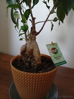 Predám Bonsai Ficus Ginseng - 5