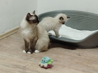 RAGDOLL - 5