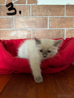 RAGDOLL - 5
