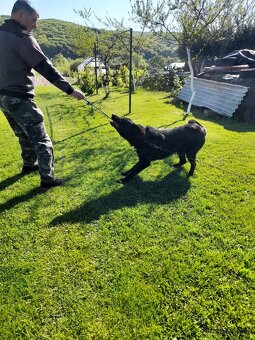 Ponuka krytia nemecky ovciak - 5