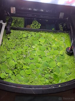 Plávajúce rastliny a mach - 5