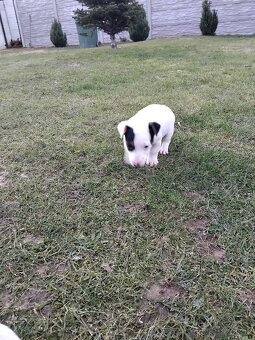 Predám šteňatá Jack Russel  Terier - 5